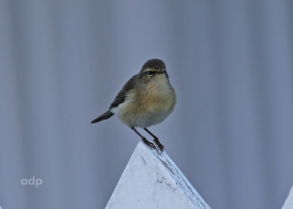 Canary Island Chiffchaff (Phylloscopus canariensis) Alan Prowse